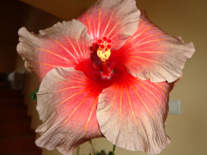 274 - A-HIBISCUS 2014