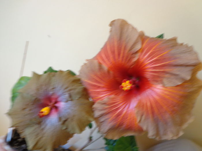 307 - A-HIBISCUS 2014