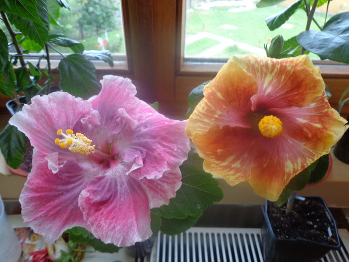 087 - A-HIBISCUS 2014