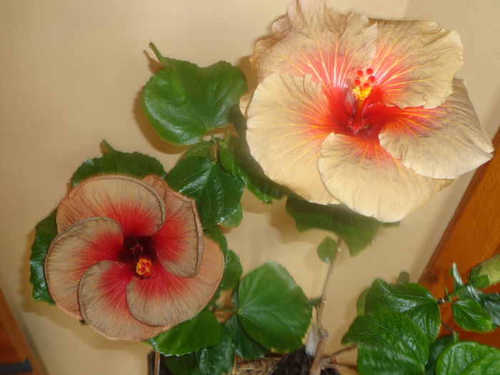 089 - A-HIBISCUS 2014