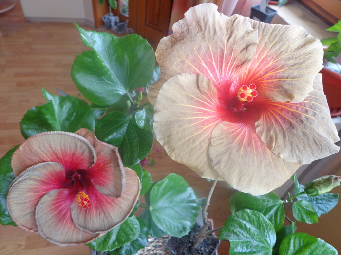 092 - A-HIBISCUS 2014