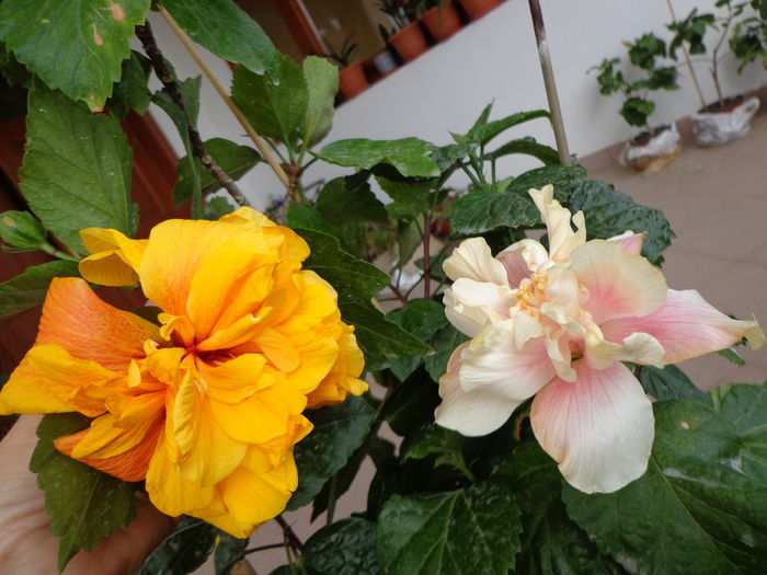 DSC04406 - A-HIBISCUS 2014