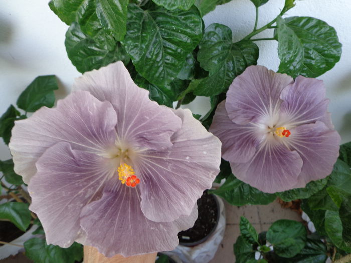 093 - A-HIBISCUS 2014