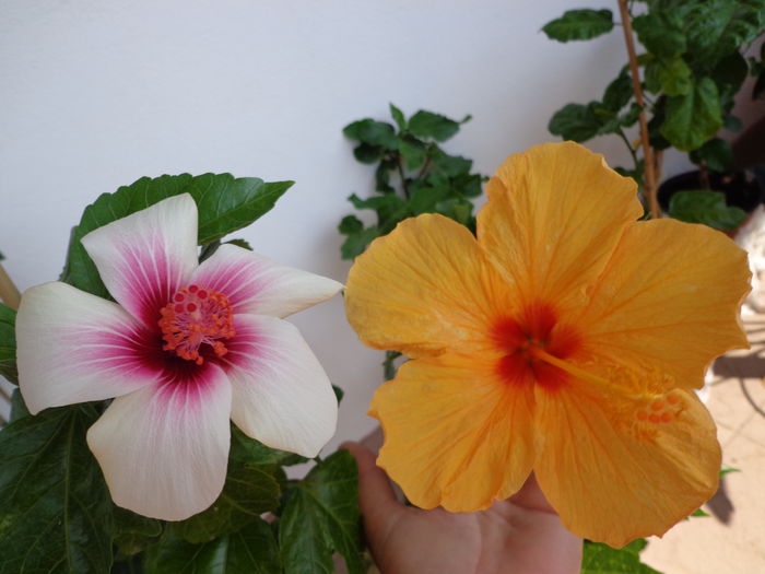 110 - A-HIBISCUS 2014