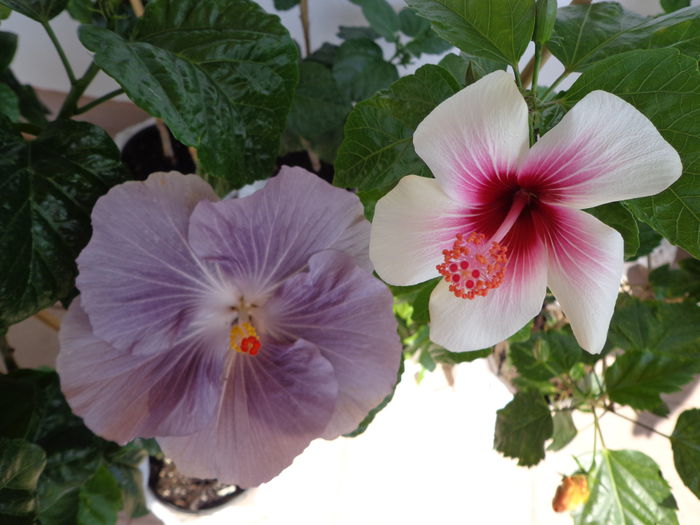 115 - A-HIBISCUS 2014