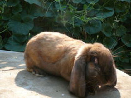 Femela culoarea: thuringer_A ( 2014 ); Sacrificata !
