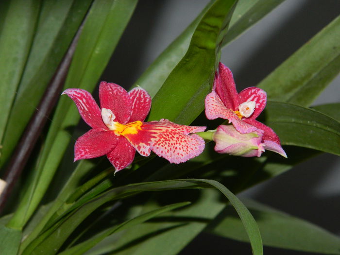DSCN4149 - NOIEMBRIE_3_2014