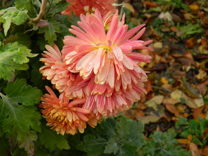 DSCN4264 - NOIEMBRIE_3_2014