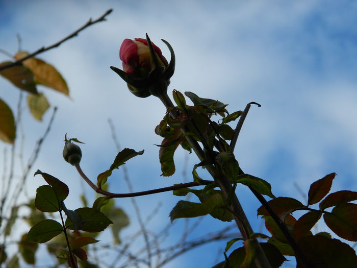DSCN4269 - NOIEMBRIE_3_2014