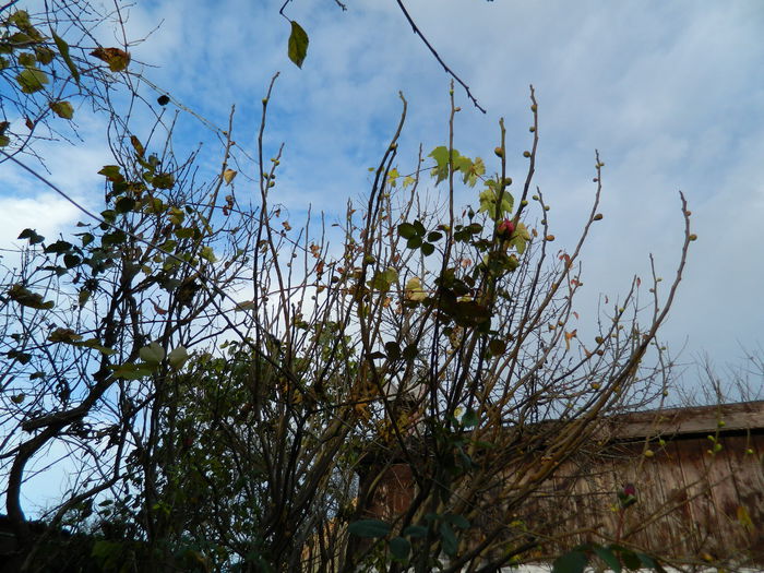 DSCN4280 - NOIEMBRIE_3_2014