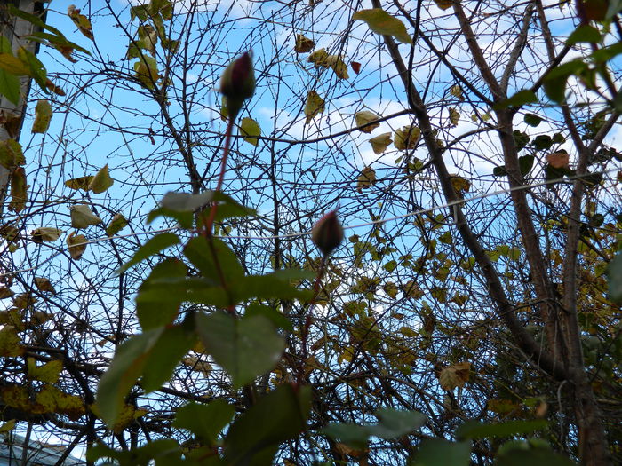 DSCN4284 - NOIEMBRIE_3_2014