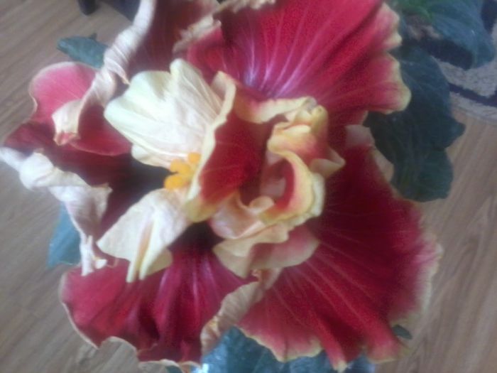 tahitian spotted sun - 000-hibiscusi deosebiti