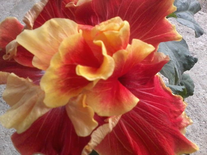 tahitian spotted sun - 0000-colectia mea de hibiscusi