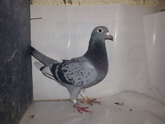 20141122_134615; Jan arden original
