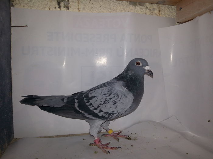 20141122_134457; Van dick original
