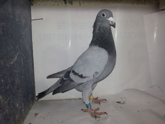 20141122_134345; Vandenabeel original
