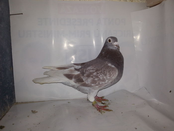 20141122_134259; Bricou
