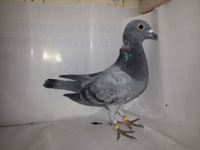 20141122_134157; Srden
