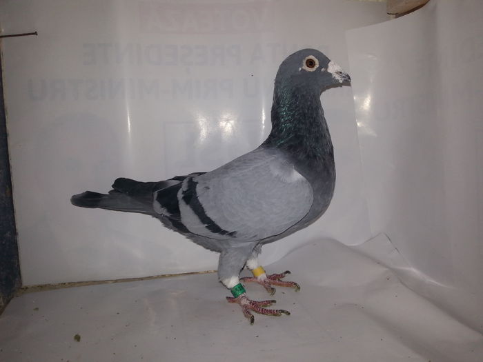 20141122_133912; Delbar original
