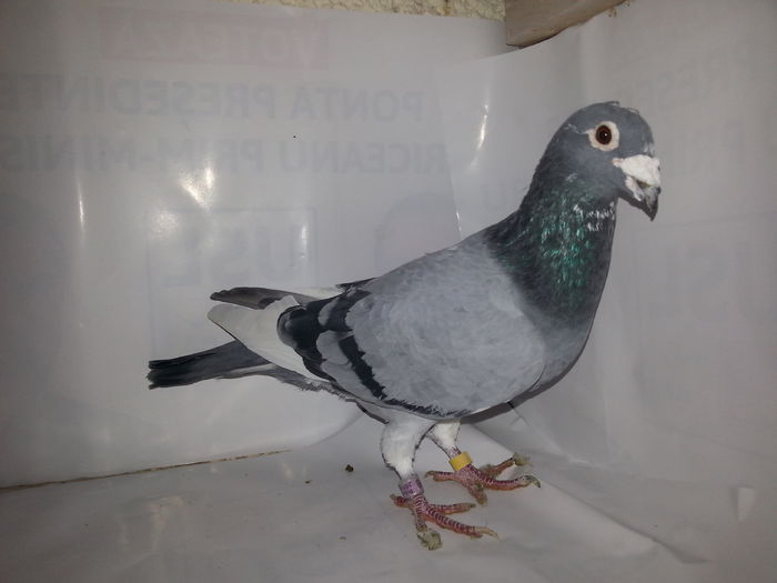 20141122_133725; Emil denis
