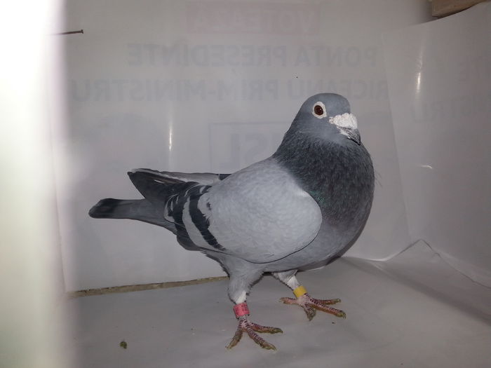 20141122_133600; Vandenabeel
