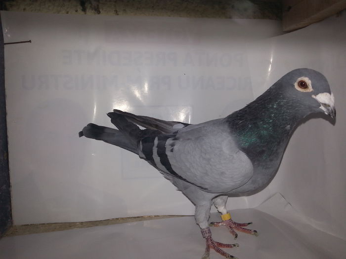 20141122_133504; Vandenabeel original loc 1barcelona
