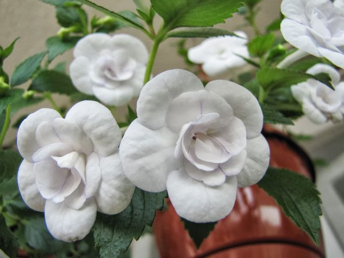 Double Picotee Rose - Achimenes 2014