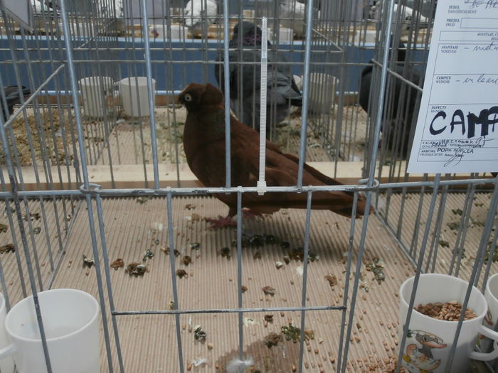 Campion Expozitie Cupa Hobby Centrum Brasov 2014