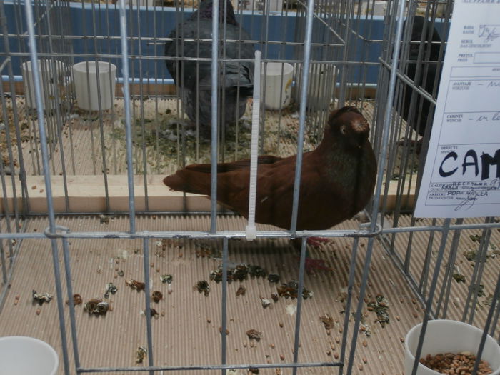 Campion Expozitie Cupa Hobby Centrum Brasov 2014