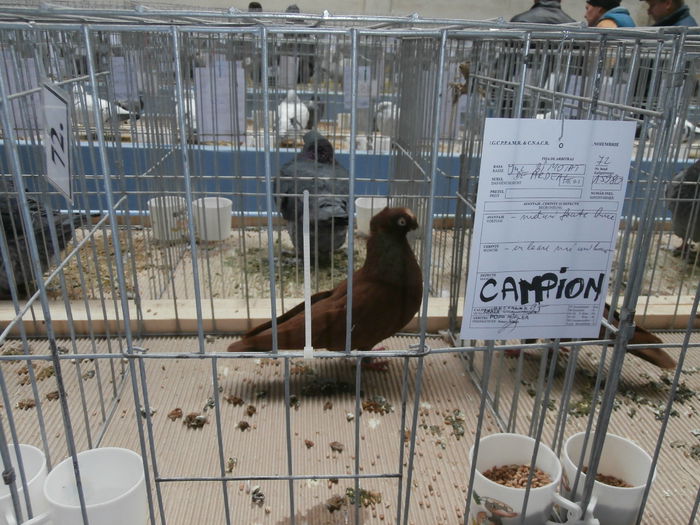 Campion Expozitie Cupa Hobby Centrum Brasov 2014