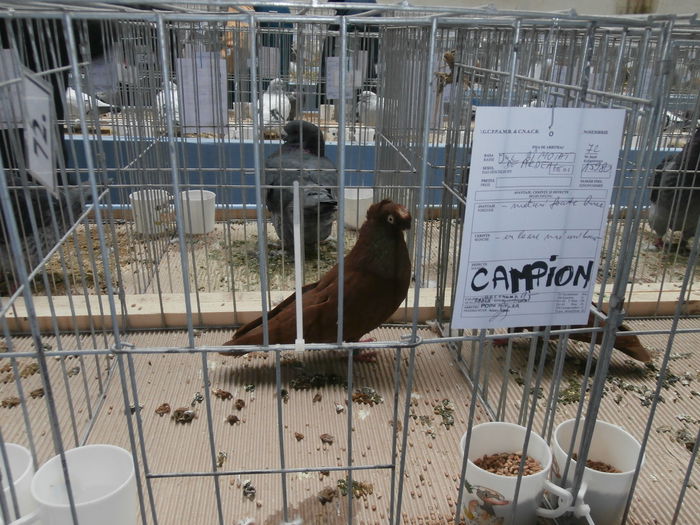 Campion Expozitie Cupa Hobby Centrum Brasov 2014