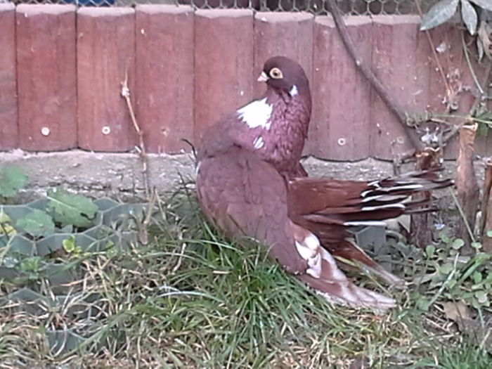 20141125_145943 - CASTANII DE CRAIOVA