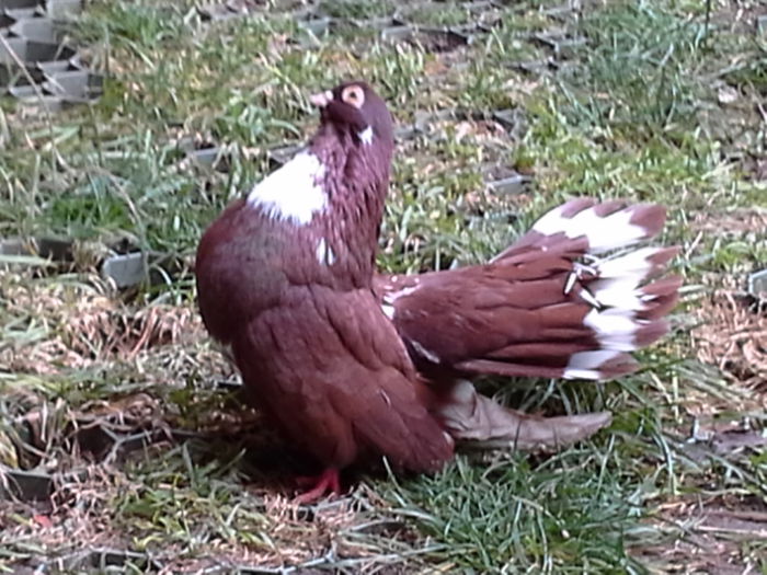 20141125_145841 - CASTANII DE CRAIOVA