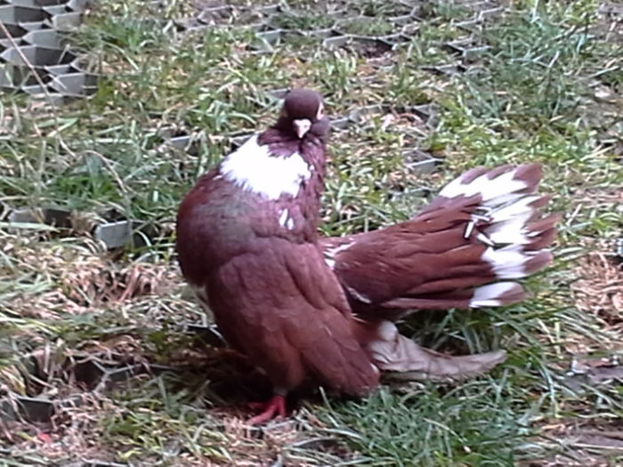 20141125_145844 - CASTANII DE CRAIOVA