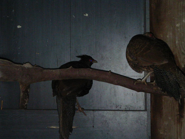 SANY0321 - fazani de ornament