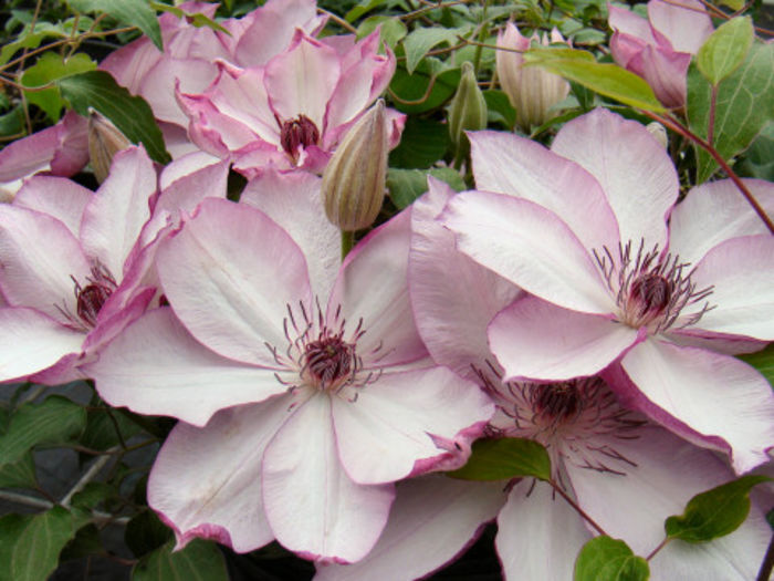 clematis omosiro - DORINTE CLEMATIS 2015