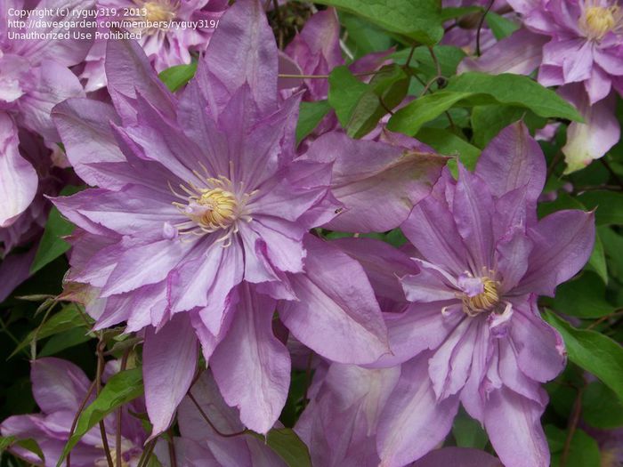 clematis proteus - DORINTE CLEMATIS 2015