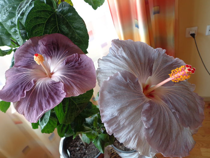 006 - A-HIBISCUS 2014