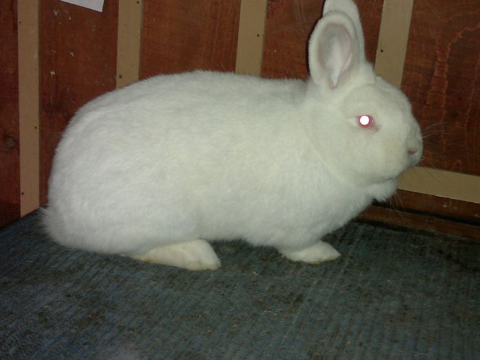 FEMELA DIN MARTIE- 2014 -LINIE SLAVACA