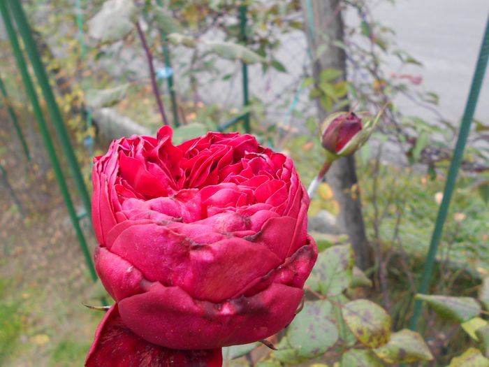 DSCN3398 - Alain Souchon 2014