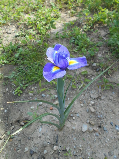 DSCN1574 - Irisi 2014