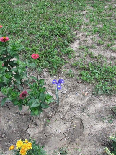 IMG_2674 - Irisi 2014