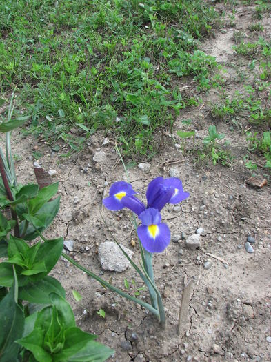 IMG_2675 - Irisi 2014