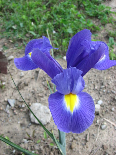 IMG_2676 - Irisi 2014