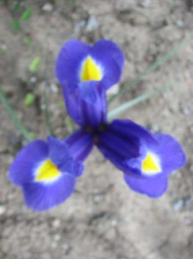 IMG_2677 - Irisi 2014