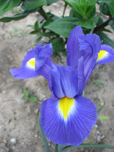 IMG_2679 - Irisi 2014