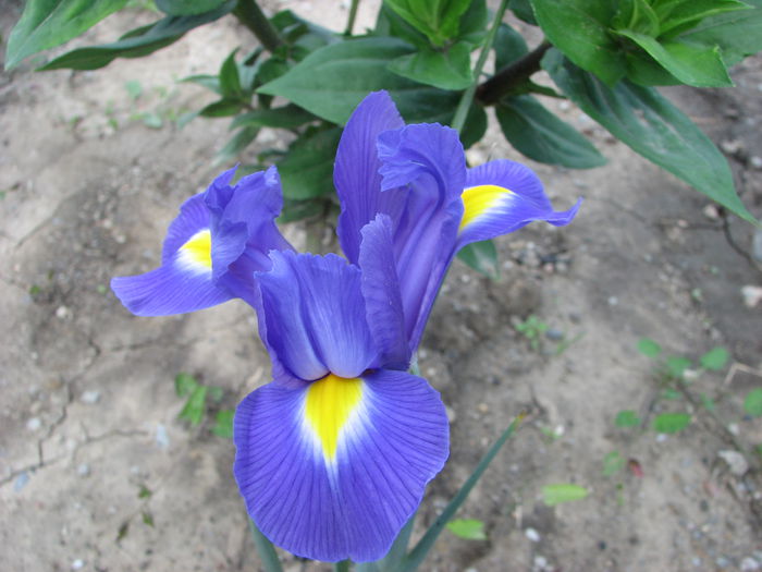 IMG_2680 - Irisi 2014