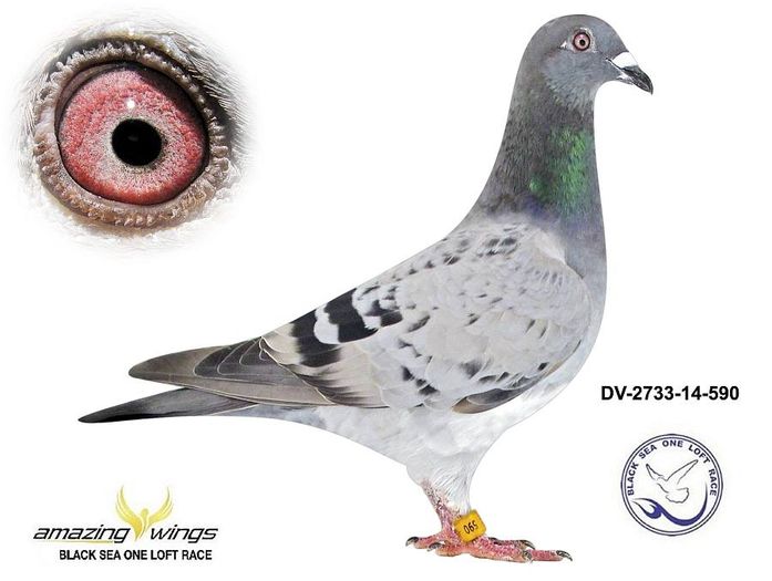 O ALTA ACHIZITIE; Originala Marcus Sollner, loc 10 AS columbodrom Black Sea 2014
