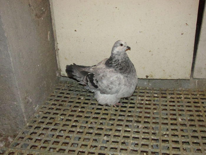 IMG_0080 - Pui mondaini 2014