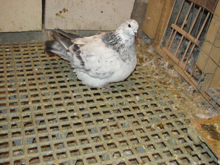 IMG_0096 - Pui mondaini 2014